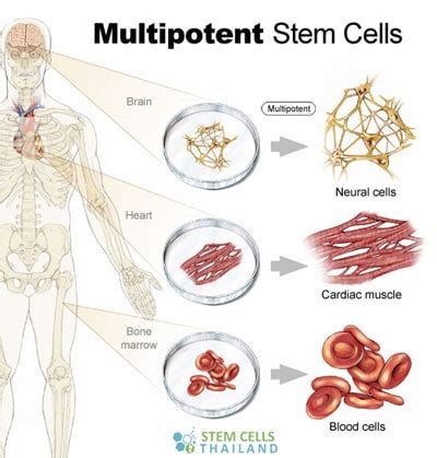 multipotent stem cells